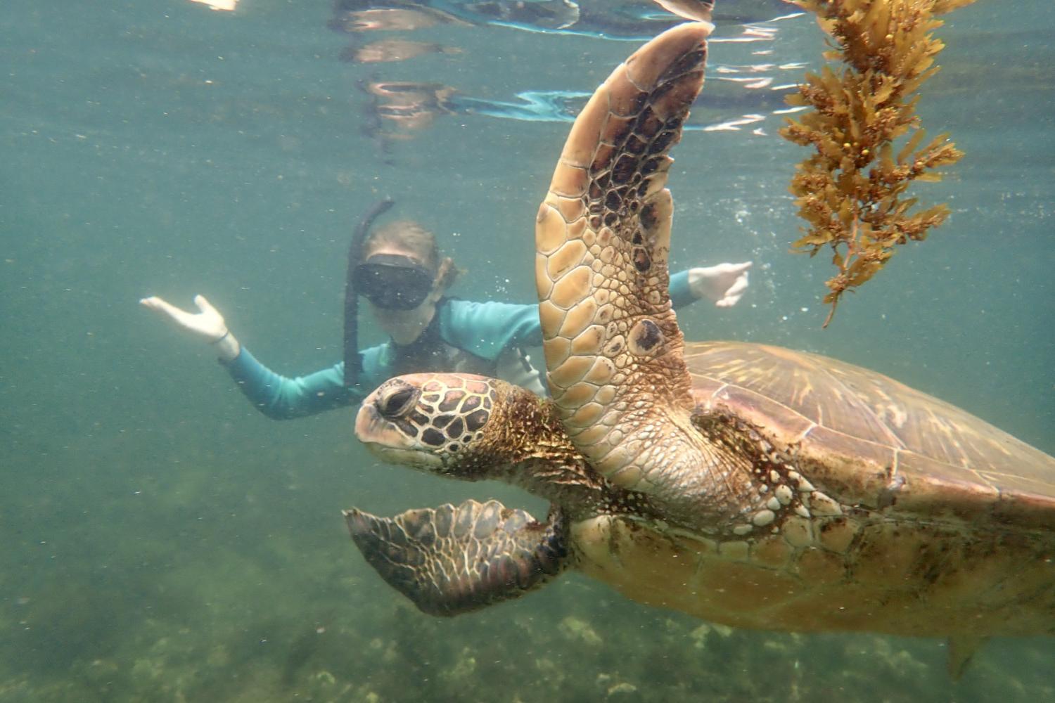 一名<a href='http://www.geile-fotzen-tipps.com'>靠谱的网络彩票平台</a>学生在Galápagos群岛游学途中与一只巨龟游泳.